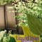 Bonide Products Bonide Garden Rich Liquid Concentrate Plant Food 32 oz 299 - alternate 6